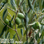 Mini Olive Bush