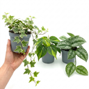 3 Trailing Jungle Houseplants Plant (1L Pot)