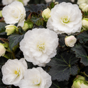 Begonia Non Stop Mocca White Plant (5L Pot)