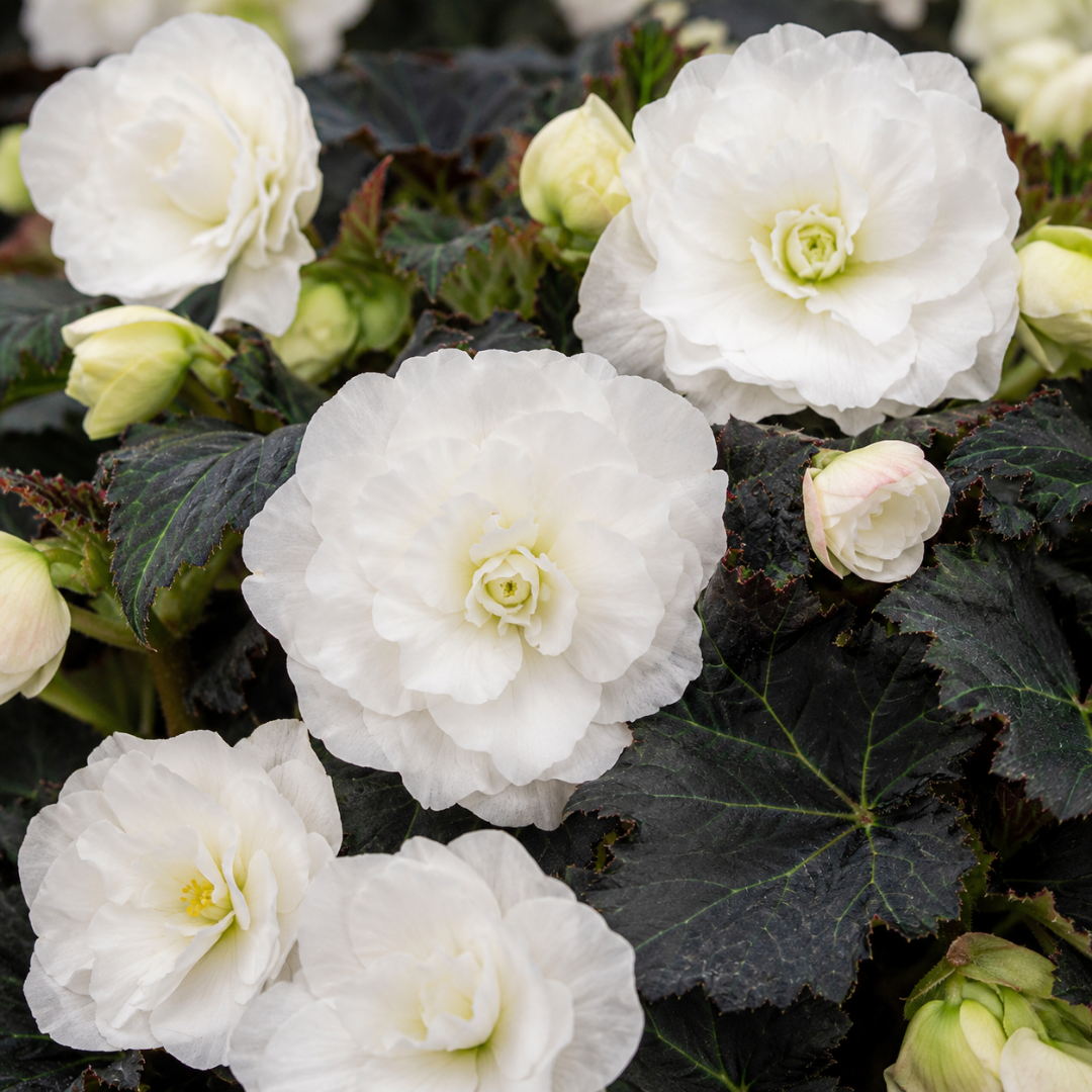 Double pure white begonia flowers with pale green eyes above near-black lobed leaves