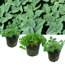 Oregano Growers Mix Plant