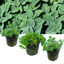 Oregano Growers Mix