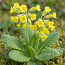 Primula Veris Yellow Cowslip Primrose Plants (Set of 3 or 6)