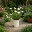 3Ltr Patio Rose Plant, White Rose Bush, Nursery Pots