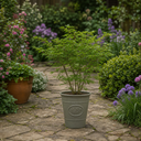 3 Litre Green Leaf Acer Tree, Nursery Pots, Outdoor Garden