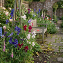 Set of 3 or 6 Large, Garden Ready Plants - Sweet Pea Growers Colour Mix, 10.5 cm