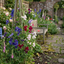 Set of 3 or 6 Large, Garden Ready Plants - Sweet Pea Growers Colour Mix, 10.5 cm