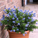Ceanothus Yankee Point Plant (5L Pot)