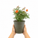 3Ltr Orange Patio Rose Plant, Hardy Bush, Nursery Pots