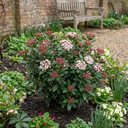 Viburnum Tinus Gwenllian Hardy Evergreen Flowering Shrub Plants (Set of 3 or 6)