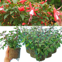 Fuchsia Diva Cherry & White Plants (Set of 3 or 6)