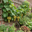 1 Large Plant - Grape Vitis Victoria White, Outdoor Garden Ready, 3L Pot