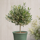 3L Olive Tree Plant, 80-100cm, Mediterranean Nursery Pots