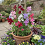 Set of 3 or 6 Large, Garden Ready Plants - Sweet Pea Mammoth Mix, 10.5 cm Rootballs