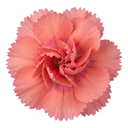 Cottage Pink Dianthus Sugar Coral Plant (5L Pot)