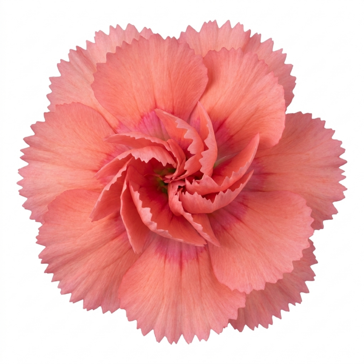 Dianthus 'Sugar Coral' (Cottage Pink) – Fragrant Hardy Perennial (5L Pot)