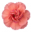 1 Cottage Pink Dianthus Sugar Coral, Hardy Fragrant Perennial, Garden Ready, 5 Litre Root-Ball