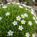 Arenaria Ronda Plants (Set of 3 or 6)