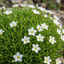 Set of 3 or 6 Large Plants - Arenaria Ronda, Ready to Plant in Your Garden, 1L