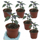 Grow Your Own Chilli Pepper Atomic Plants (Set of 3 or 6)