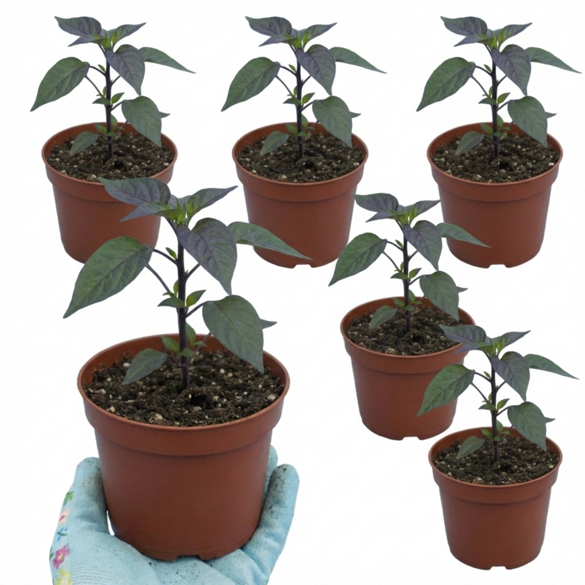 Chilli 'Atomic' – Grow Your Own Chilli (Set of 3 or 6)