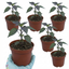 Set of 3 or 6 Large Plants - Grow Your Own Chilli Pepper Atomic, Garden Ready