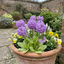 Set of 3 or 6 Primula Denticulata Lilac Drumstick Primrose Plants, Hardy Perennial, Bee Friendly Spring Flowering, Outdoor Garden Ready, 1 Litre Root-Ball