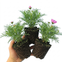 Cosmos Apollo Pink Plant