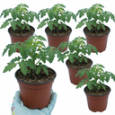 Tomato Honeycomb Variety Plants (Set of 3 or 6)