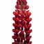1 Lupin Legendary Red Shades Plant, Hardy Perennial, Garden Ready, 3 Litre Root-Ball