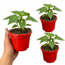 Sweet Pepper Snack Orange Plants (Set of 3 or 6)
