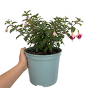 Fuchsia Bush Paula Jane Plant (5L Pot)