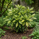 Aucuba Japonica Crotonifolia Spotted Laurel Plant (2L Pot)
