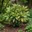 1 Aucuba Japonica Crotonifolia Spotted Laurel, Hardy Evergreen Garden Shrub, 2 Litre Root-Ball