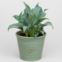 3Ltr Hosta Tears from Heaven, Shade Perennial, Nursery Pots