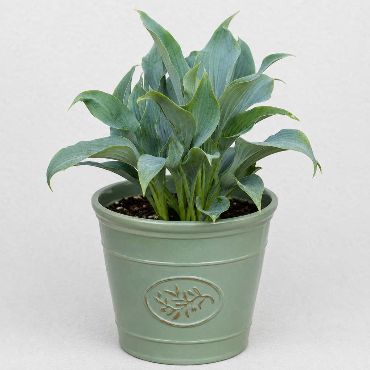 Hosta 'Tears from Heaven' (Plantain Lily) – Shade Loving Perennial (3L Pot)