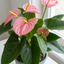 1 Anthurium Pink Flamingo Lily, Tropical Indoor Flowering Houseplant, Easy Care, 17cm Root Ball