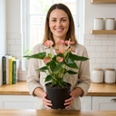 Anthurium Pink Flamingo Lily Plant
