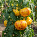 Tomato Buffalosun Variety Plants (Set of 3 or 6)