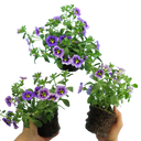 Calibrachoa Bumble Bee Blue Plants (Set of 3 or 6)