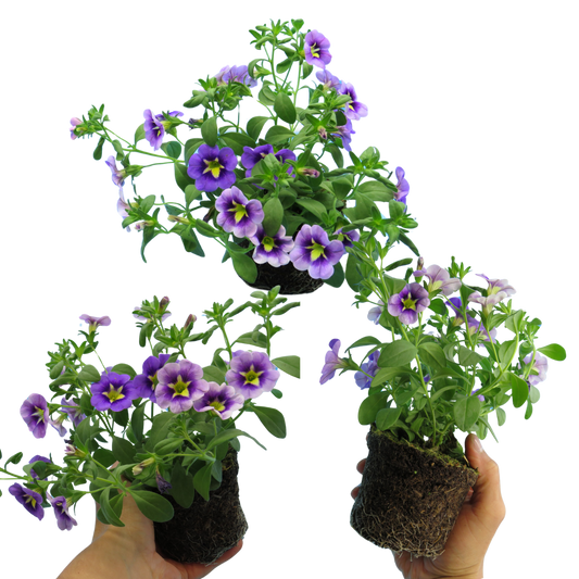 Calibrachoa 'Bumble Bee Blue' (Million Bells) – Trailing Summer Bedding (Set of 3 or 6)