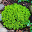 1 Large, Garden Ready Plant - Hebe Green Globe (Shrubby Veronica), 17cm / 2L Pot