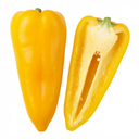 Astor Variety Plants (Set of 3 or 6)