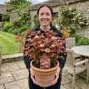 Physocarpus Lady in Red Plants