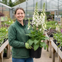 Digitalis Hanabee White Foxglove Plants