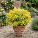 Choisya Goldfinger Plants