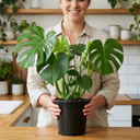 Monstera Deliciosa Swiss Cheese Plants