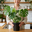1 Monstera Deliciosa Swiss Cheese Plant, Live Tropical Indoor Houseplant, Easy Care, 17cm Root-Ball