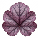 Heuchera Wild Rose Coral Bells Plant (2L Pot)