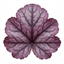 1 Heuchera Wild Rose Coral Bells, Shade Loving Hardy Evergreen Perennial Plant, 2 Litre Root Ball